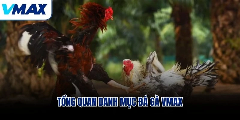 Tổng quan danh mục đá gà VMAX
