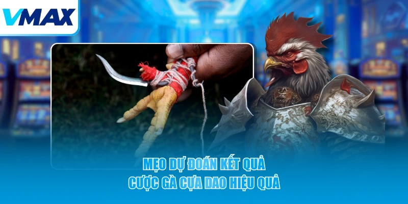 Mẹo dự đoán kết quả cược gà cựa dao hiệu quả