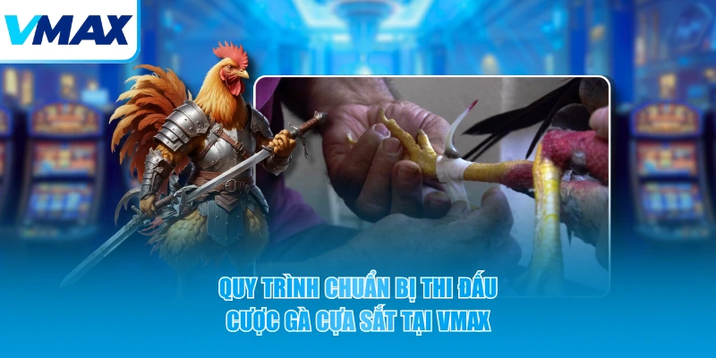 Quy trình chuẩn bị thi đấu cược gà cựa sắt tại VMAX